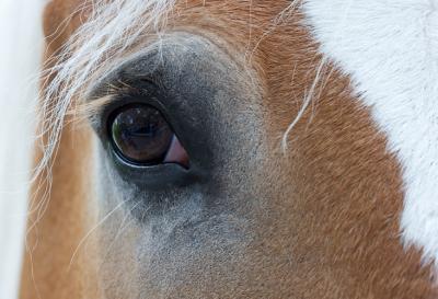 Draft Horse