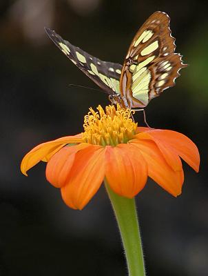 Orange Nectar