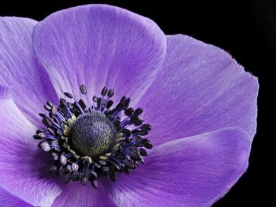 Anemone