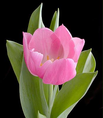 The Last Tulip