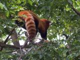 Red Panda