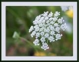 Queen Annes Lace