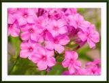 Phlox