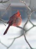 A Very Cold Cardinal
