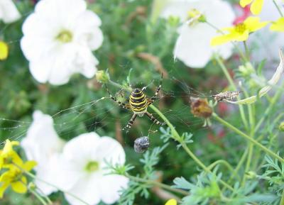 In the Garden - Spider and prey