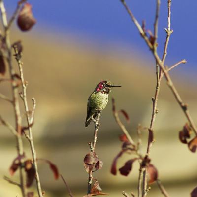 humming_birds