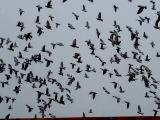 The Flight of Pigeons from the Mosque