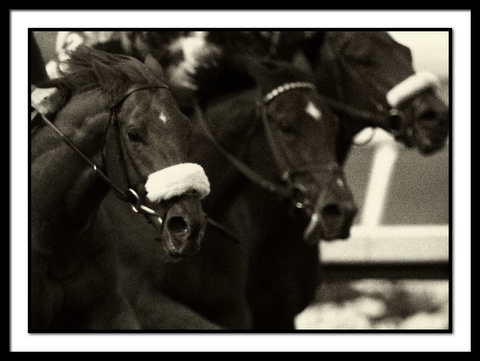 B-HorsesgrainB&W.jpg