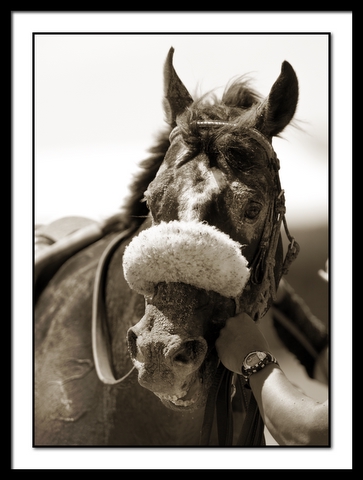 5867Race3PreaknessUndercardMr.Pat