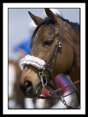 B-DSC_6117EDIT.jpg
