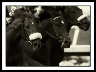 B-HorsesgrainB&W.jpg