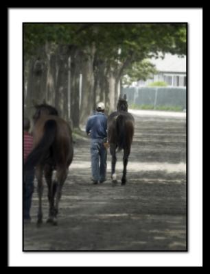 MadonnaLilly(TX-bred)afterWinningWhiteCarnation