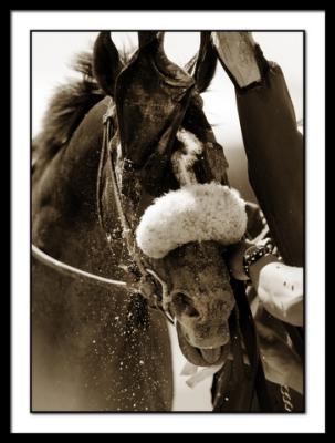 5858Race3PreaknessUndercardMr.Pat
