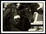 B-HorsesgrainB&W.jpg