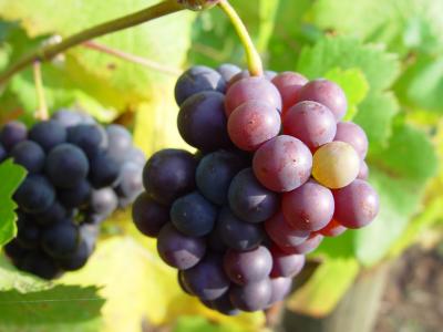 Pinot grapes macro