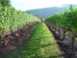 Yamhill vines