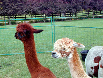 Alpacas1.JPG