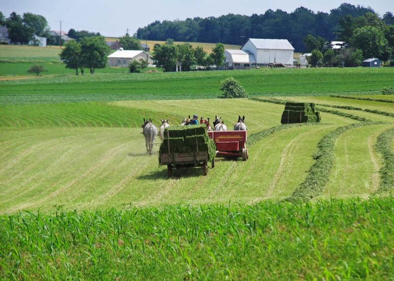 Amish baling hay
