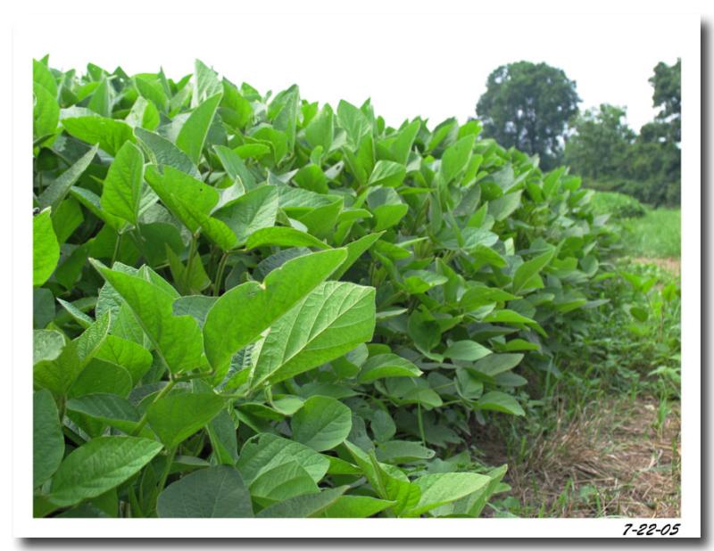 Soybeans plants