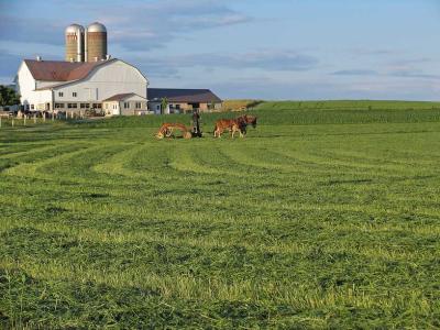 Amish farming