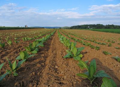 Tobacco - BIG Amish crops