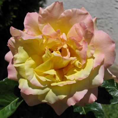 The Peace Rose