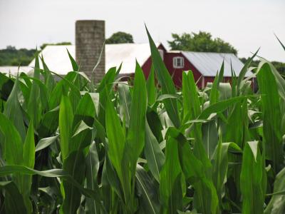 Our corn growing