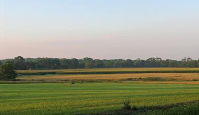 Our corn fields across the street