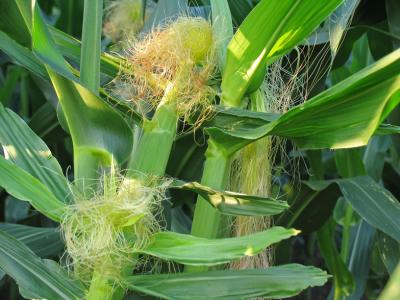 Field Corn