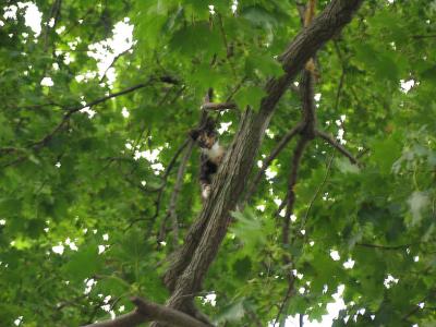 Parmy up in the tree