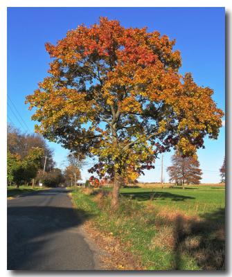 Fall colors on my road