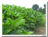 Soybeans plants