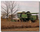 Harvest soybeans