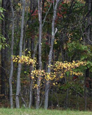 Yellowtree