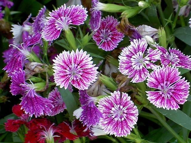 PICT6388.JPG
