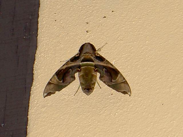 PICT8457.JPG