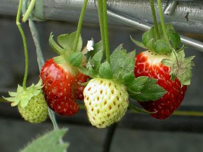 Kasimanis Strawberry Farm