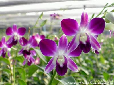 Pichet Orchid Farm, Ayutthaya - Thailand