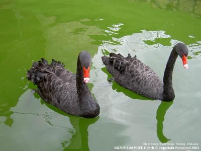 Black Swan, Bukit Tinggi, Pahang - Malaysia