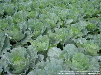 Habu Vegetables Farm, Cameron Higlands, Pahang - Malaysia