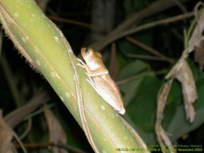 Tree Frog, National Park, Pahang - Malaysia