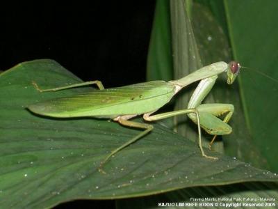 Praying Mantis, National Park, Pahang - Malaysia