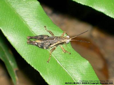 Grasshopper, National Park, Pahang - Malaysia