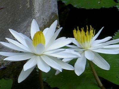 White lily blooming in Camplung Mas Resort in Kuta