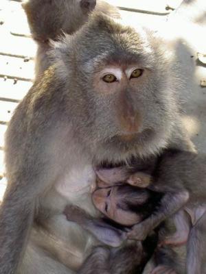 Monkey feeding her kids at Alas Kedaton Monkey Forest