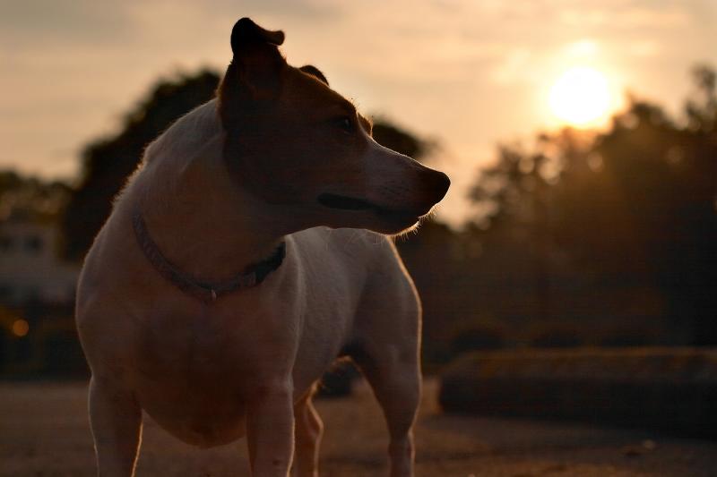 Another Backlit Image