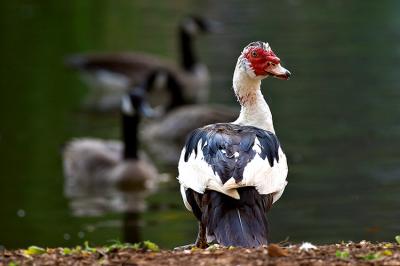 Finalist, September 2005 Animals category