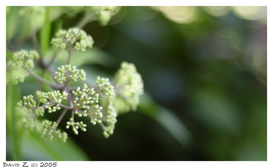 Brooklyn Botanic Garden_1133.jpg