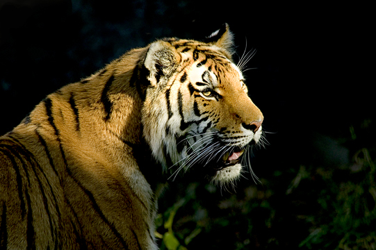 Amur Tiger Portrait 10-15-05 1Ds s  .jpg