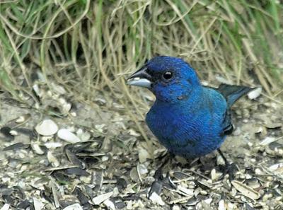 Indigo Bunting seed s.jpg